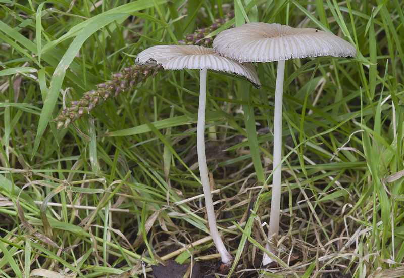 Parasola leiocephala